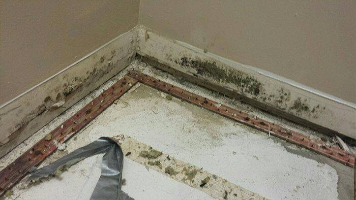 Basement Mold