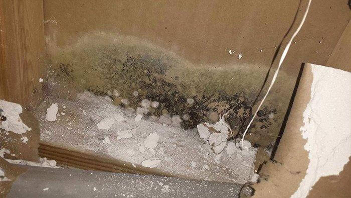 Basement Mold